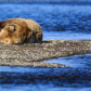 Katmai National Park and Preserve