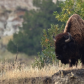 Theodore Roosevelt National Park