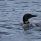 Seney National Wildlife Refuge