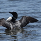 Seney National Wildlife Refuge