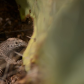 Saguaro National Park
