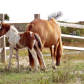 Assateague Island National Seashore