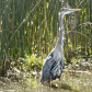 Tule Lake National Wildlife Refuge