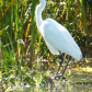 Tule Lake National Wildlife Refuge