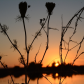 Yolo Bypass Wildlife Area
