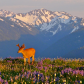 Olympic National Park