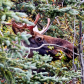 Denali National Park and Preserve