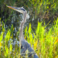 Everglades National Park