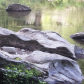 Pisgah National Forest