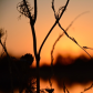 Yolo Bypass Wildlife Area