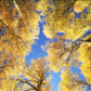 Grand Mesa National Forest