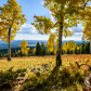 Coconino National Forest