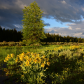 Grand Teton National Park