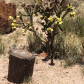 Petrified Forest National Park