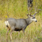 Rocky Mountain National Park