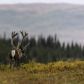 Denali National Park