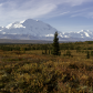 Denali National Park
