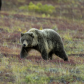 Denali National Park