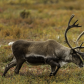 Denali National Park
