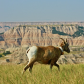 Badlands National Park