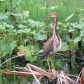 Aransas National Wildlife Refuge