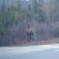 Denali National Park