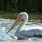 Tule Lake National Wildlife Refuge