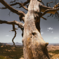 Rio Grande National Forest