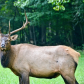 Great Smoky Mountains National Park