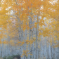 Kaibab National Forest