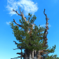 Angeles National Forest