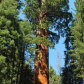 Sequoia National Park