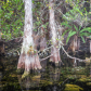 Big Cypress National Preserve