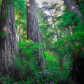Redwood National and State Parks