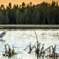 Apache-Sitgreaves National Forest