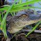 Aransas National Wildlife Refuge