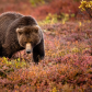 Denali National Park