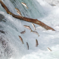 Katmai National Park and Preserve