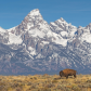 Grand Teton National Park