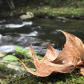 Great Smoky Mountains National Park