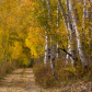 Manti-La Sal National Forest