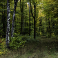 Hiawatha National Forest