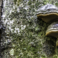 Hiawatha National Forest