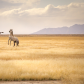 Pony Express National Historic Trail