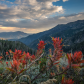 Uinta National Forest