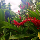 El Yunque National Forest