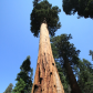 Sequoia National Park