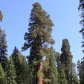 Sequoia National Park