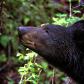 Great Smoky Mountains National Park