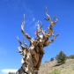 Inyo National Forest